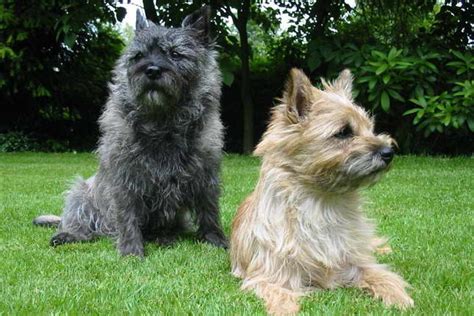 Because all breeding programs are different, you may find dogs for sale outside that price range. . Cairn terriers for sale near me